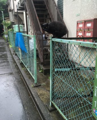 日暮里の猫