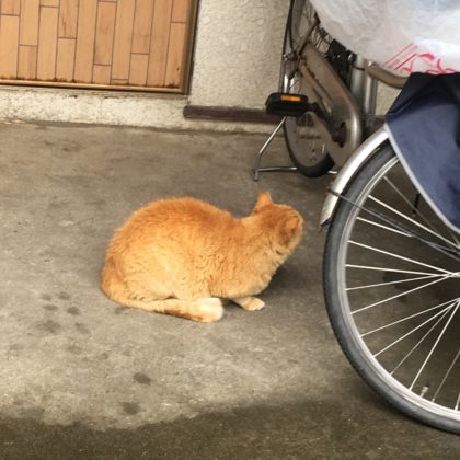 日暮里の猫